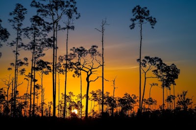 Environmental Consultants of Florida