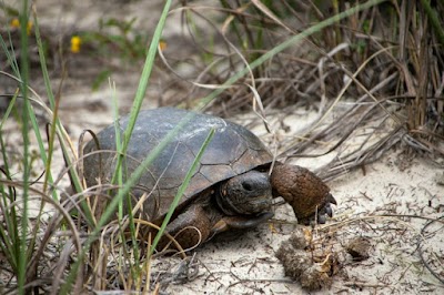 Environmental Consultants of Florida photo 5