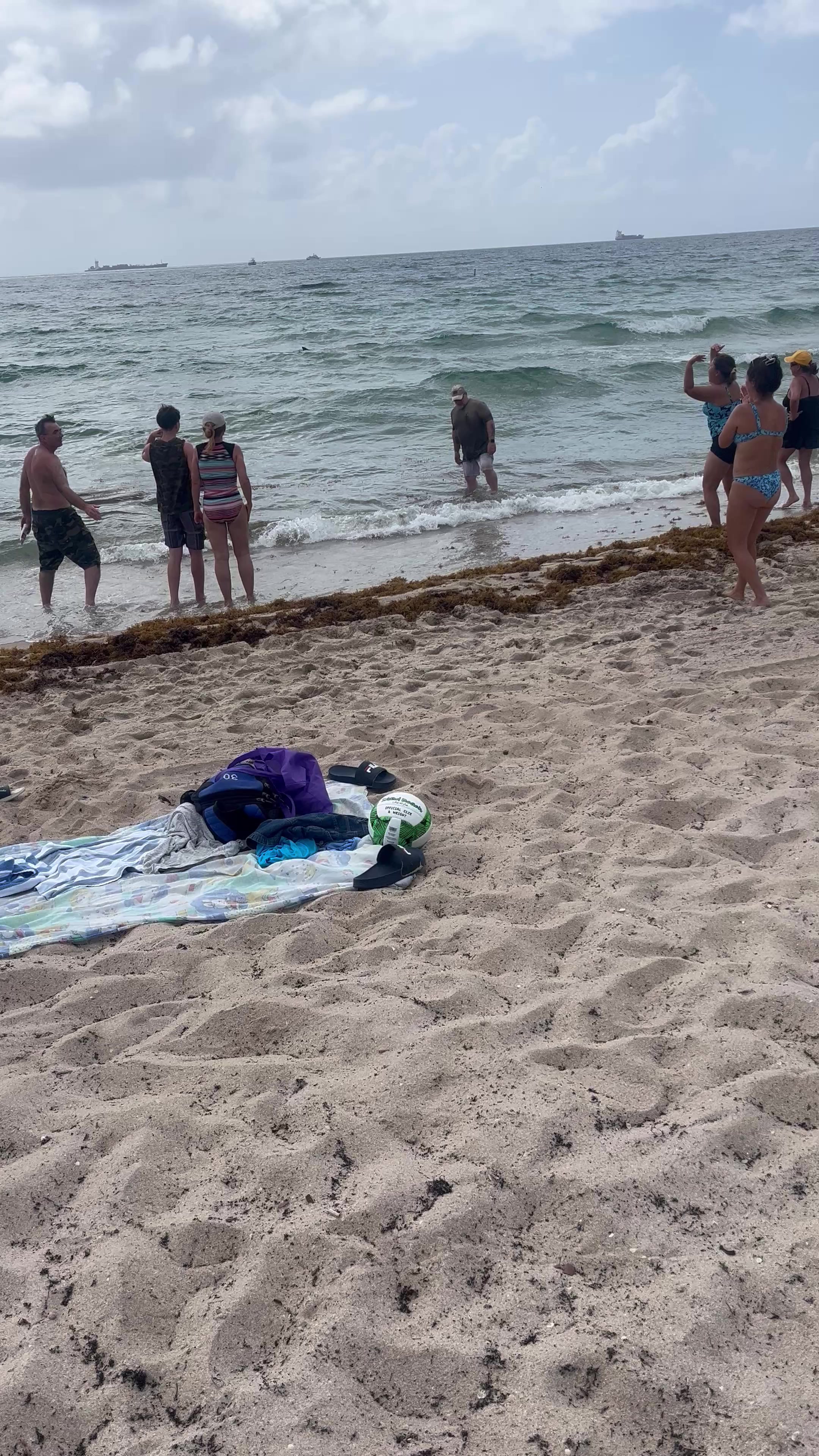 Today a hammerhead shark was spotted super close to the shore in Fort Lauderdale beach in front of the W and Hilton resort and spa #fortlauderdalebeach #hammerheadshark #fypシ゚viral #fyp #hiltonbeachresort #whotelfortlauderdale 